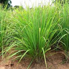 Lemon grass(Cymbopogon citratus (DC.)Stapf)